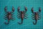 3 Real Preserved Dried   Posed  Scorpion Specimen Taxidermy Insect Display
