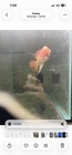 Flower Horn Live Fish  Aaa 5    Male 