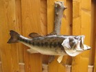 Nice Large Real Skin Large Mouth Bass Mount On Wood 23  Long
