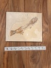 Fossil Fish In Stone Slab Approx 10 X 8 Inches Skeletal Display Specimen