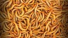 Live Mealworms 50   2000 Ct     Large 3 4    1  Feeder Insects   Live Arrival Guarante