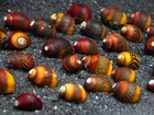 6x Red Racer Nerite Snails Aquarium Snail Moss Java Shrimp