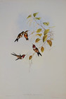 Vintage Gould The Amethyst Hummingbird Illustration Bird Art Print Bookplate 159