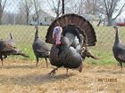 12 Eastern Wild Turkey Hatching Eggs  
