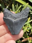Natural Beautiful 1 59    Megalodon Tooth Fossil Shark Teeth