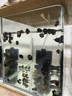 12 Horned Nerite Snail Freshwater