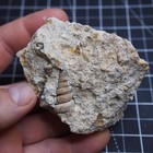 Gastropod Granulolabium Sp  Turritella Bivalve Fossils Miocene Schnecke 5058