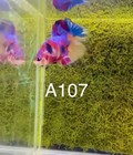 Betta Nemo Multi Live Fish High Quality  a107
