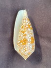 Textile Cone Seashell  Conus Textile   Beautiful Patterned Seashell