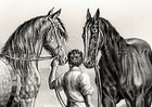Horse Draft Percheron   Shire Rare Antique  1840s Fine Copper Engraving Print