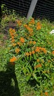 Milkweed Seed Pods Fresh Organic 100 Seeds Per Pod Perennial