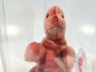 Ty Beanie Baby Babies Rare 3rd 1st Gen Tag Rex Tbb Authenticated Mwmt-mq