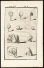 Rare Antique Anatomical Print-eye-ear-spigelius-casserius-1645