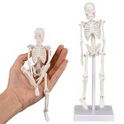 Mini Skeleton Model  7 8  Small Anatomy Skeleton Figure  7 8  Skeleton Model