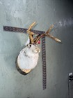 New Jackalope Mount taxidermy deer Mount antlers craft hunting art fishing gift