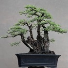 Big Sale - Bonsai Acacia Arabica A001 -  Medium - Real Picture