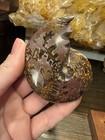 Authentic Polished Ammonite