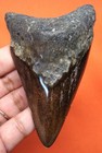 Megalodon Shark Tooth - Shark Teeth Real Fossil -3 66     No Restorations