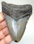Megalodon Shark Tooth - Real Fossil 3 01 - Shark Teeth - No Restorations