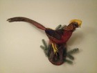 Gorgeous Red Golden Pheasant Taxidermy Mount