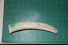 Medium Upper Elk Antler Dog Chew  5   Bone Chews Moose Treats Deer 507