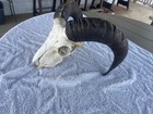 Taxidermy Medium Goat Ram Sheep Skull With Horns Mount  Unique Oddity Decor Goth