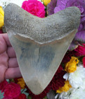 Beautiful  Sharply Serrated 5 5 Inch Fossil Indonesian Megalodon Shark Tooth