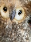 Hansa Fluffy Owl Plush Moving Head Brown Cream 2001 Tags Attached