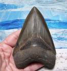 Megalodon Shark Tooth 4 5 8  Sharks Teeth Giant Jaw Real Fossil Serrated Quality