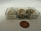 Lot Of 3 Sea Biscuit Echinoid Fossils In Display Case  Central Texas