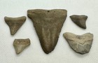 5 Megalodon Shark Teeth Fossil Black Creek  Clay Co  Florida Rare Site Authentic