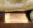 26    Spotted Sea Trout Taxidermy Mount Real Skin Speckled Trout  95 South Padre