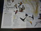 Bird Migration Map Eastern  Western Hemisphere National Geographic April 2004