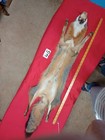 Tanned  Grey Fox With Feet Claws Soft Winter Fur  Animal Hide Good Leather