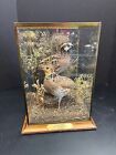Pair Of Quail Taxidermy In Custom Habitat With Glass wood Display 10 X 10 X 13