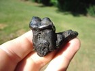 Dire Wolf Molar Tooth In Skull Florida Fossils Ice Age Extinct Saber Cat Jaw Fl