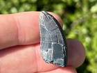 Afrovenator Dinosaur Tooth Fossil Theropod Megalosaurid Jurassic Niger
