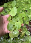 Duckweed Moss Frogbit Raccia Deluxe Shrimp Lovers Bundle Live Freshwater Plants 