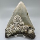 Nice Looking Decently Serrated 4 48  Fossil Megalodon Shark Tooth - Usa