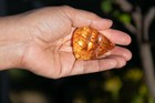 Colombian Copal With Beautiful Roots And Gold Color