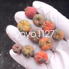 10pc 1 5-2cm  Astrophytum Asterias Variegated Cactus Succulent Plant Random