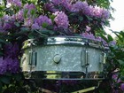 5x14  1967 Rogers Luxor White Marine Pearl Vintage Snare Drum W  Puresound Wires
