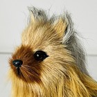Vintage Handmade Yorkshire Terrier 5 5  Dog Realistic Animal Real Hair Figurine