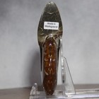 Cleoniceras Ammonite Gray Brown Bronze Oak Leaf-like Sutures Fossil 100  Myo