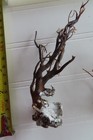 2 - Natural Sea Fan - Coral - Sea Whip - Free Shipping 5 X 2 5  3 X 3 Inches