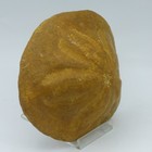 Large Fossil Clypeaster Sea Urchin High Domed  S  Italy Miocene display Stand