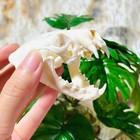 Real Mink Skull Taxidermy Professionally Cleaned Taxidermy Skull