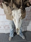 Wild 9 Point Whitetail Deer Antler Rack Horn Skull European Mount Man Cave 121 