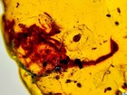 Gem Dinosaur Age Fossil Burmite Amber Huge 11 Mm Scorpion  Authenticity Tested 