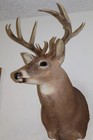 Whitetail Deer Head Shoulder Mount Taxidermy Cape Shed Antler Mule